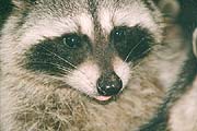 Tree Dweller - A Raccoon searching the banks of the lagoon for mollusks, crustaceans, as well as other delight unknown to myself that make appetizing crunchy sounds when they eat. (Lost Lagoon, Stanley Park, Vancouver, British Columbia.) PHOTO: M2, April 1996.