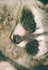 Raccoons: