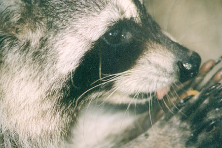 Tree Dweller - A Raccoon searching the banks of the lagoon for mollusks, crustaceans, as well as other delight unknown to myself that make appetizing crunchy sounds when they eat. (Lost Lagoon, Stanley Park, Vancouver, British Columbia.) PHOTO: M2, April 1996.