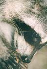 Raccoons: