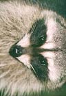 Raccoons: