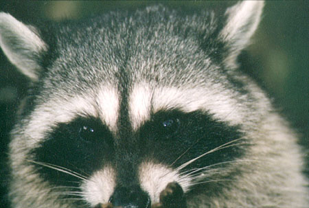 Tree Dweller - These little guys look cute no matter what they're doing, whether eating playing or resting. (Lost Lagoon, Stanley Park, Vancouver, British Columbia.) PHOTO: M2, April 1996.