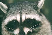 Tree Dweller - These little guys look cute no matter what they're doing, whether eating playing or resting. (Lost Lagoon, Stanley Park, Vancouver, British Columbia.) PHOTO: M2, April 1996.