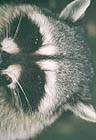 Raccoons: