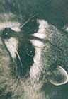 Raccoons:
