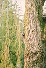 Raccoons: 