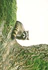 Raccoon