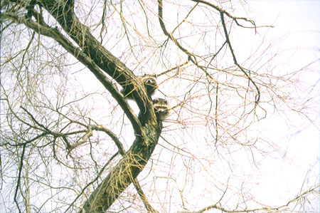 Weeping Willows - (Lost Lagoon, Stanley Park, Vancouver, British Columbia.) PHOTO: M2, February 1996.