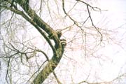 Raccoon - (Lost Lagoon, Stanley Park, Vancouver, British Columbia.) PHOTO: M2, February 1996.