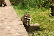 Raccoon - (Lost Lagoon, Stanley Park, Vancouver, British Columbia.) PHOTO: M2, February 1996.