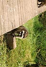 Raccoons