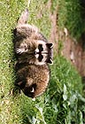 Raccoons