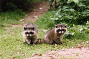 Raccoon - (Lost Lagoon, Stanley Park, Vancouver, British Columbia.) PHOTO: M2, February 1996.