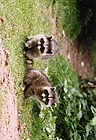 Raccoons
