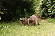 Raccoon - (Lost Lagoon, Stanley Park, Vancouver, British Columbia.) PHOTO: M2, February 1996.