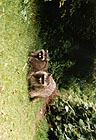 Raccoons