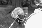 Raccoon - (Lost Lagoon, Stanley Park, Vancouver, British Columbia.) PHOTO: M2, February 1996.