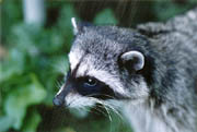 Raccoon - (Lost Lagoon, Stanley Park, Vancouver, British Columbia.) PHOTO: M2, February 1996.