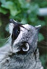 Raccoons