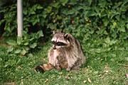 Raccoon - (Lost Lagoon, Stanley Park, Vancouver, British Columbia.) PHOTO: M2, February 1996.