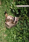 Raccoons
