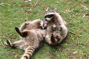 Raccoon - (Lost Lagoon, Stanley Park, Vancouver, British Columbia.) PHOTO: M2, February 1996.