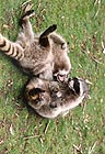 Raccoons