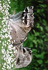 Raccoons