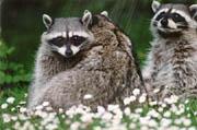 North American Raccoon