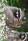 Raccoons