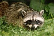 Raccoon - (Lost Lagoon, Stanley Park, Vancouver, British Columbia.) PHOTO: M2, February 1996.