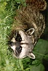 Raccoon