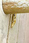 Spotted Banana Slug: 