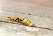 Banana Slug: This was the largest Banana Slug the author has ever seen. (Photo taken on Lasqueti Island, BC, August 1997.) PHOTO: Andrew Sorfleet, August 1997.