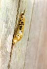 Spotted Banana Slug