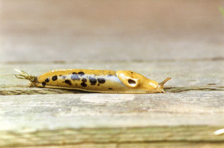 Banana Slug: This was the largest Banana Slug the author has ever seen. (Photo taken on Lasqueti Island, BC, August 1997.) PHOTO: Andrew Sorfleet, August 1997.
