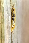 Spotted Banana Slug