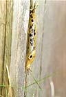 Spotted Banana Slug