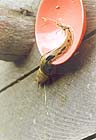 Spotted Banana Slug
