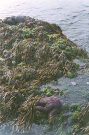Purple Starfish